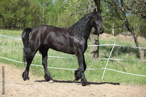 Black friesian mare in spring