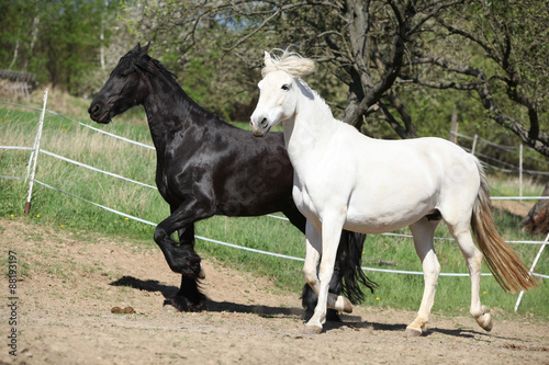 White andalusian horse with black friesian horse © Zuzana Tillerova