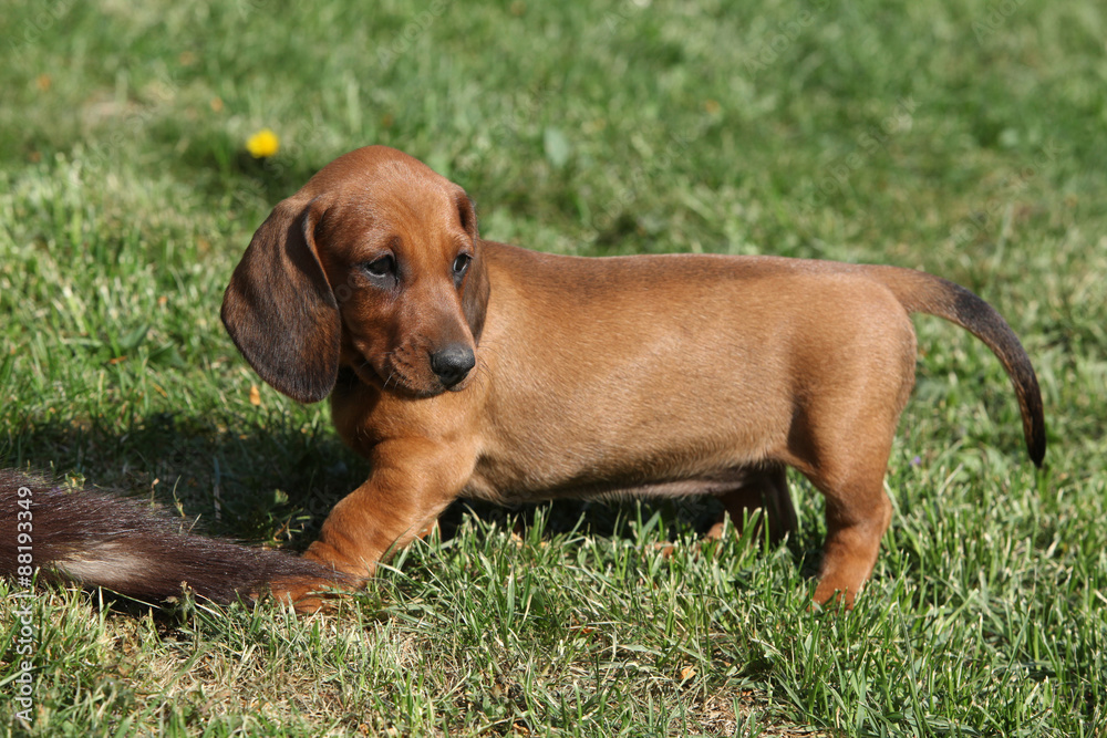 Dachshund puppy in the garden Dachshund puppy in the garden