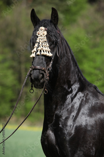 Black friesian mare in spring