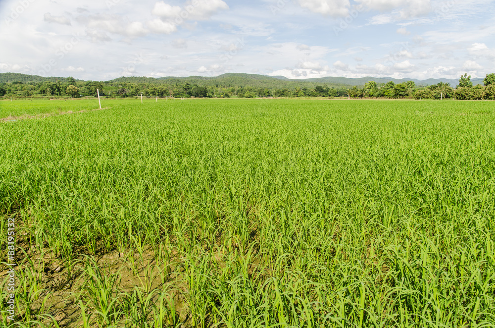 rice terraces in northern thailand