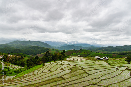 rice terraces in northern thailand