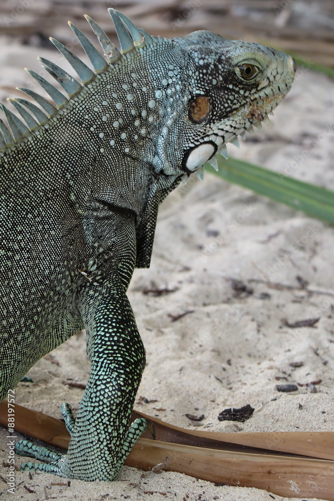 Obraz premium Iguane lizard portrait macro, close-up