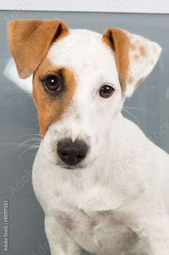 Jack Russell Terrier in front of grey background