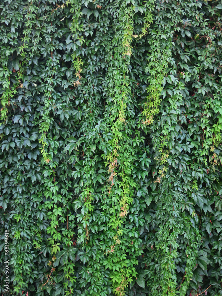 Wilde Weinrebe Vitis Vinifera Subsp Sylvestris Foto De Stock Adobe 