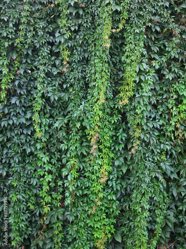 Wilde Weinrebe  Vitis vinifera subsp. sylvestris