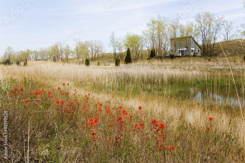 A field of Wild Indian Paintbrush