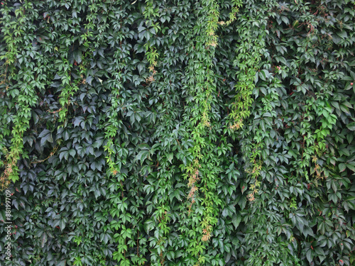 Wilde Weinrebe, Vitis vinifera subsp. sylvestris