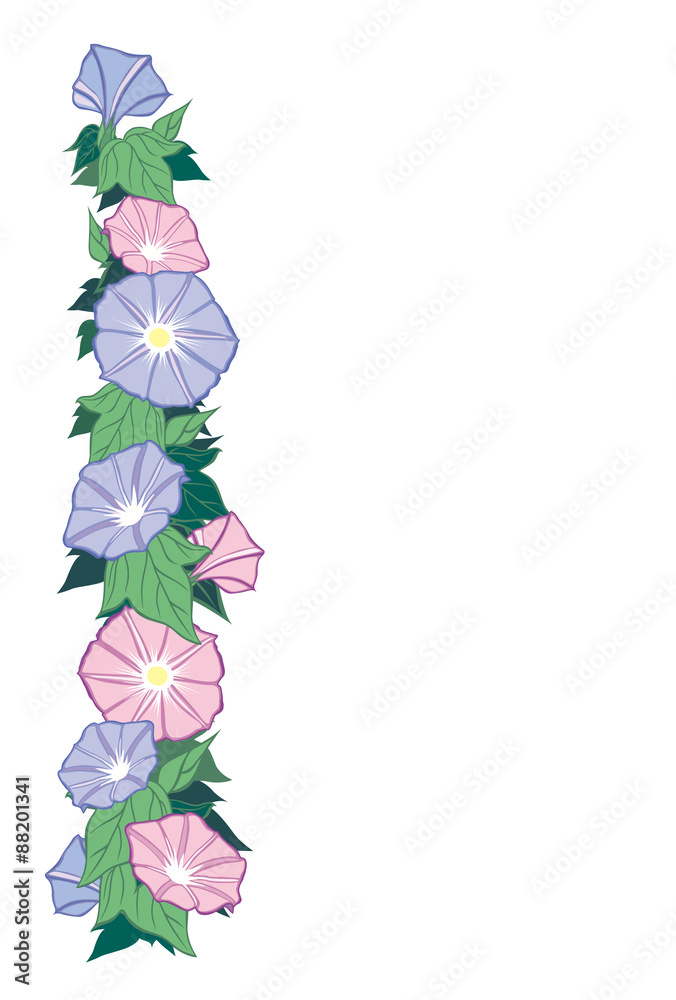 朝顔 基本図案 白背景 はがき縦書き 夏の草花 朝顔 をイラストにしました 朝顔 単体と はがきサイズの比率のイラストを用意しました Stock Vector Adobe Stock