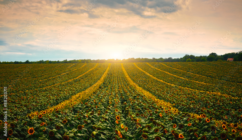 Sunflowers on a field