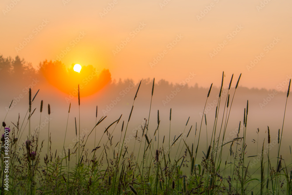 Sunset in the field