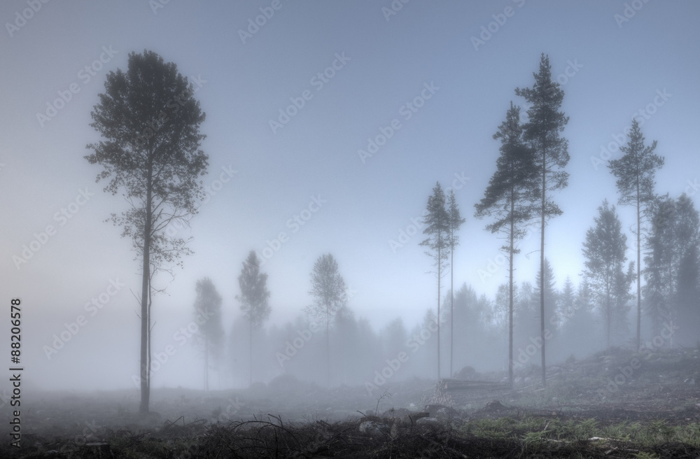 Fototapeta premium Foggy morning at the forest edge