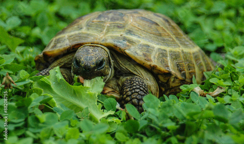 Tortoise on the grass in sunny day