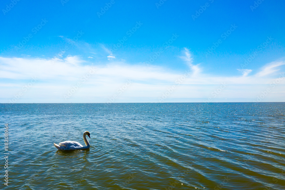 Fototapeta premium Alone swan