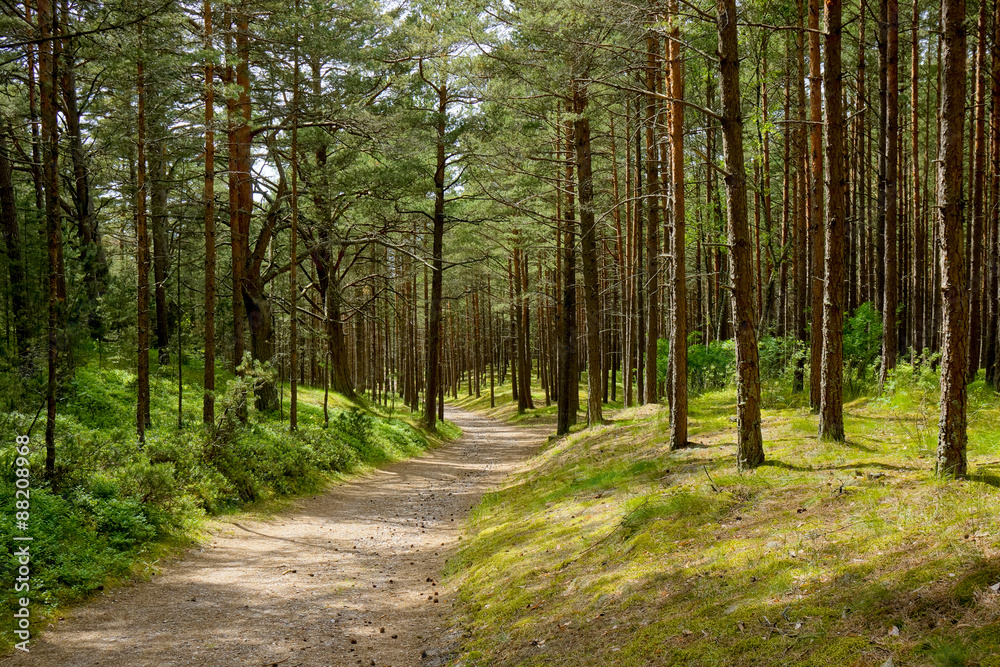 Obraz premium Las sosnowy