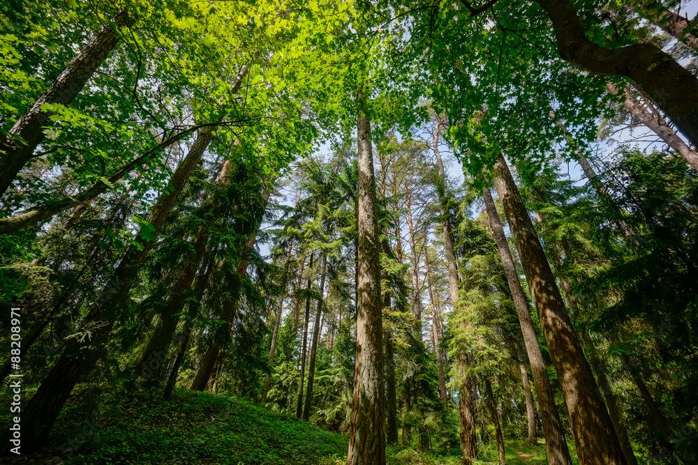 Pine forest