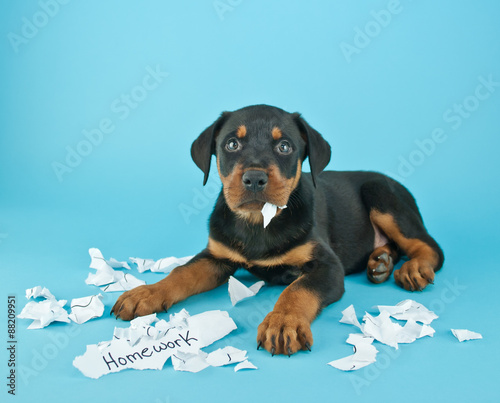The Dog Ate My Homework!!! photo