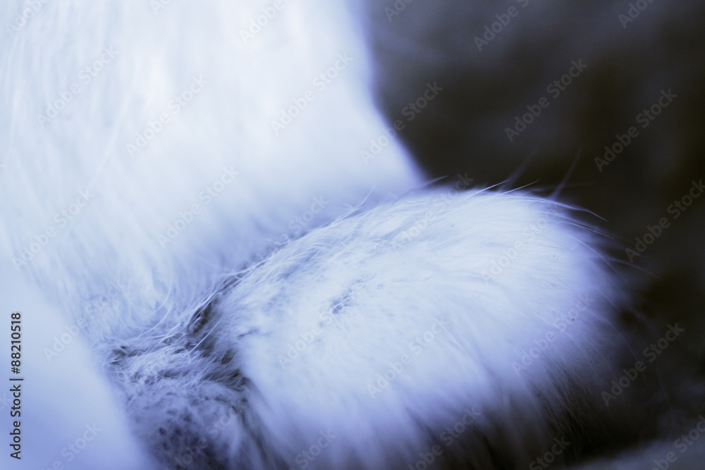 Catfoot