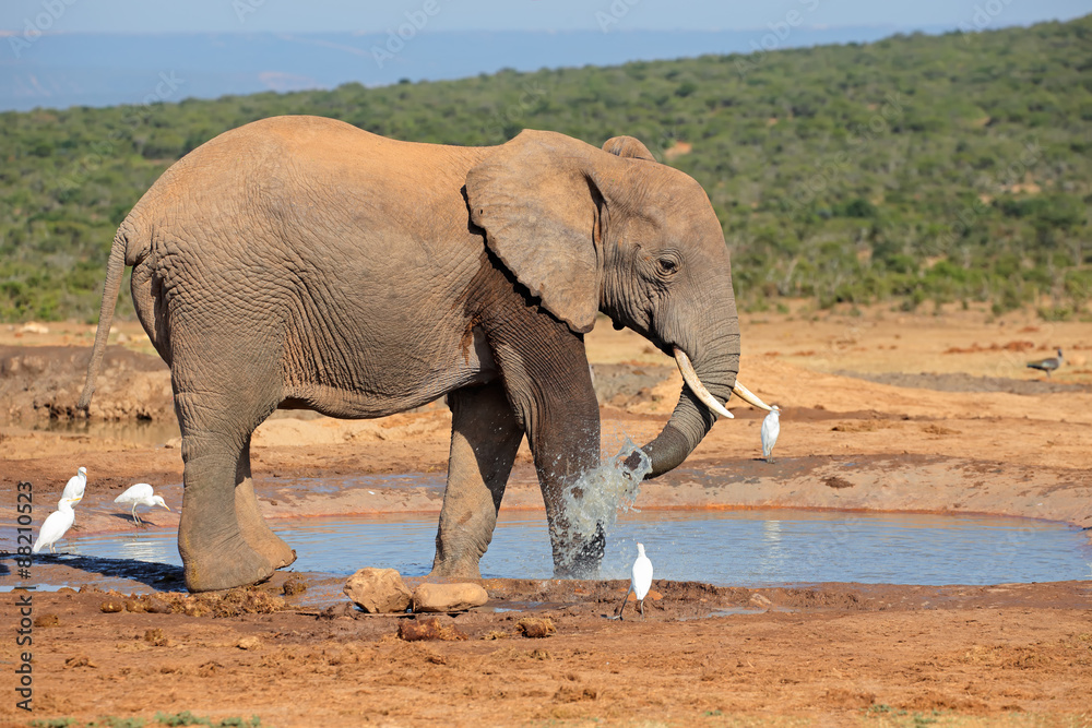 Obraz premium An African elephant (Loxodonta africana) at a waterhole, Addo Elephant National Park, South Africa