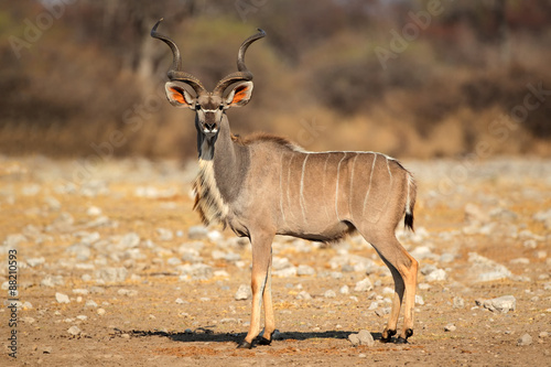 Male kudu antelope (Tragelaphus strepsiceros) in natural habitat, Etosha National Park, Namibia photo