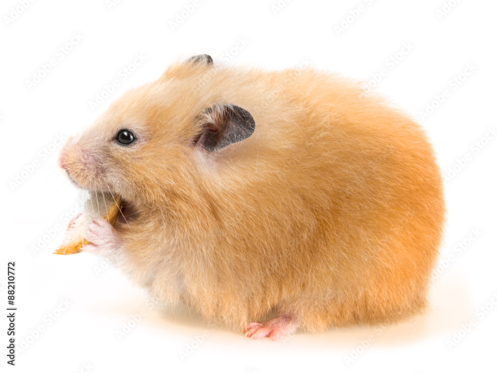 a cute little hamster on white background a cute little hamster on white background