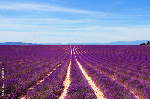 Lavender field at the plateau of Valensole in Provence  France