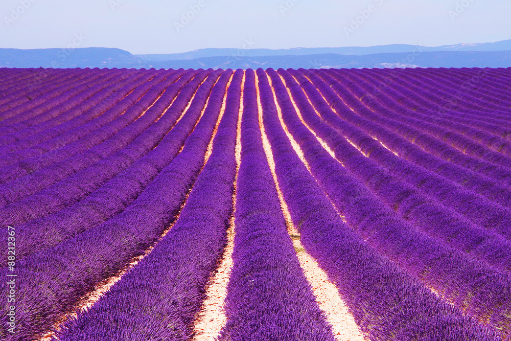 Fototapeta premium Lavender field at the plateau of Valensole in Provence, France