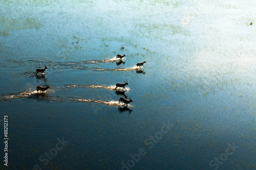 Aerial view of Red Lechwe (Kobus leche leche) running in a freshwater marsh, Okavango Delta, Moremi Game Reserve, Botswana