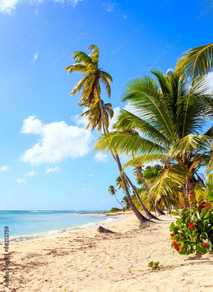 Obraz premium Caribbean beach in Dominican Republic