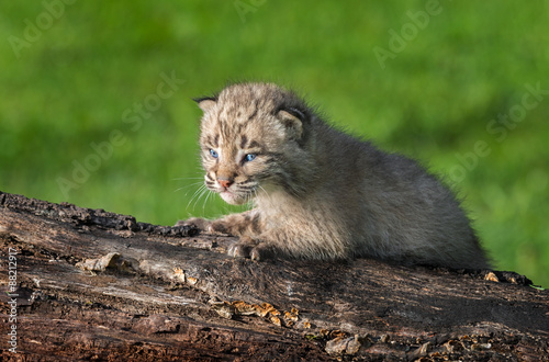 Baby Bobcat (Lynx rufus) on Log Facing Left