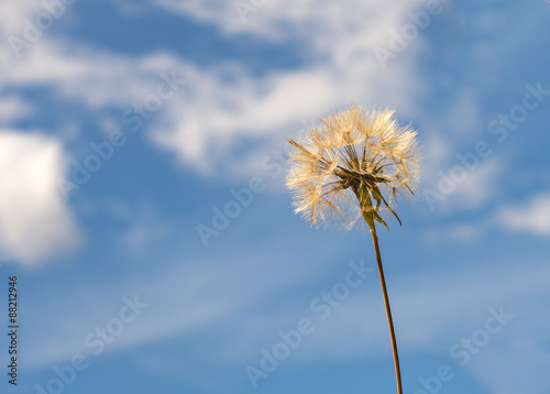 Dandelion flower on blue sky background