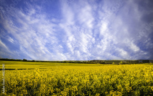 Rapeseed field