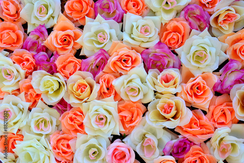 background of colored roses