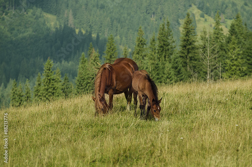 Bay horses grazes in the mountains