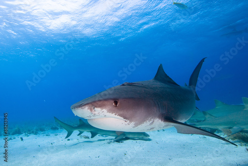 Tiger shark in the clear blue water.