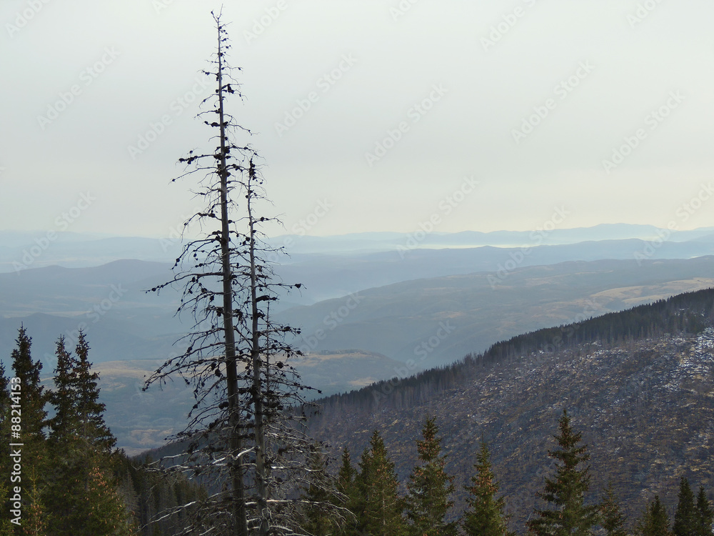 Dead pine trees, hill with burnt forest at the background
