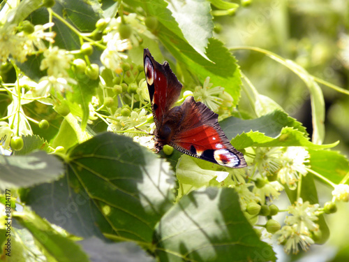 Lycaena virgaureae butterfly on blosoming lime photo