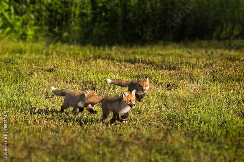 Three Red Fox Kits (Vulpes vulpes) Run Through the Grass © geoffkuchera