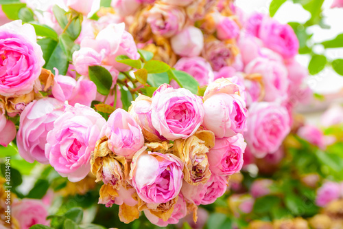 rose3107a