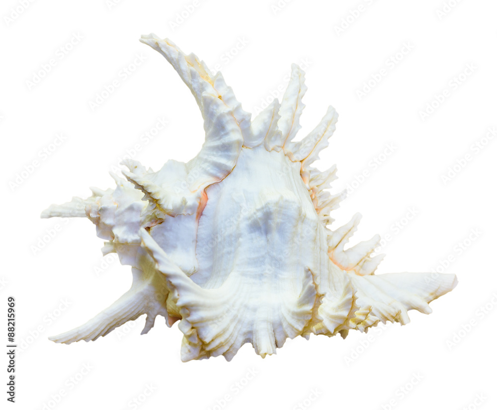 Shell of Chicoreus Ramosus, Ramose Murex Shell of Chicoreus Ramosus, Ramose Murex