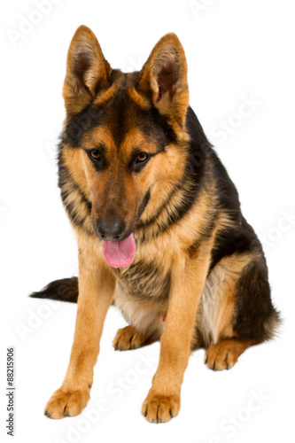 German Shepherd