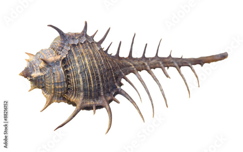 Shell of Murex Altispira or Caltrop Murex