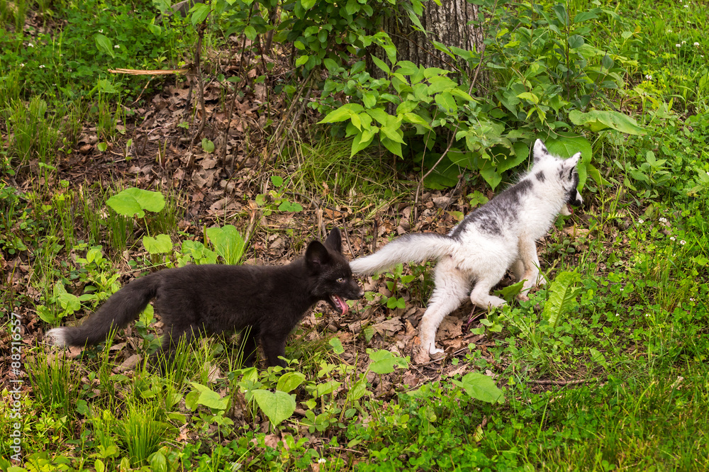 Young Silver Fox Chases after Young Marble Fox (Vulpes vulpes) Young Silver Fox Chases after Young Marble Fox (Vulpes vulpes)