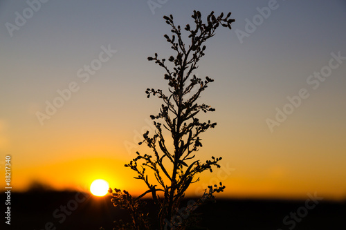 Wild flowers    herbs  against a  sunset  natural background.