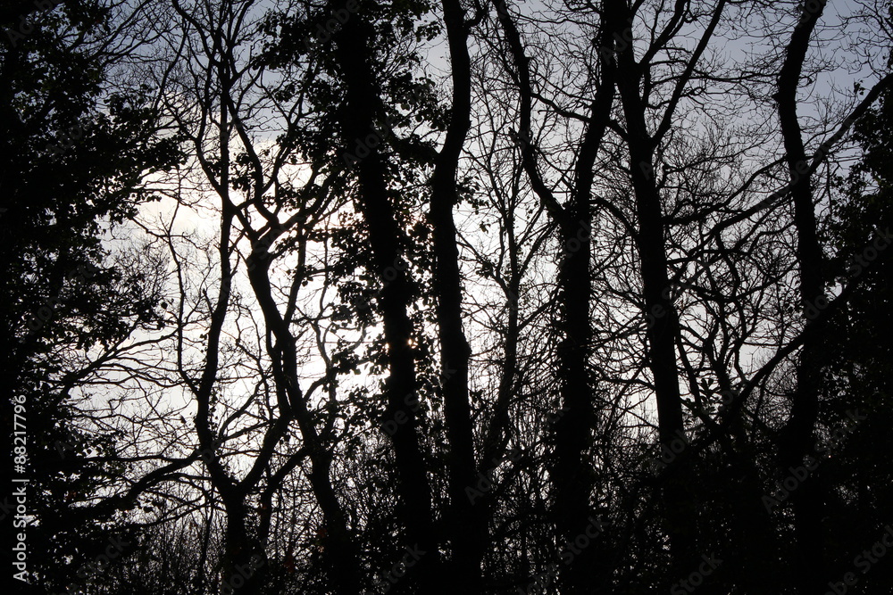 Fototapeta premium Silhouette Forest