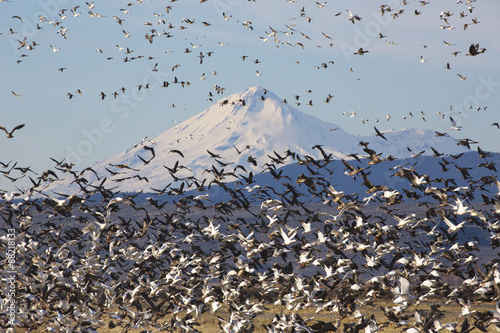 Tableau sur toile Fly up of geese in Klamath Basin National Wildlife Refuge