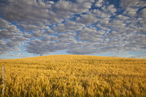 Cumulous clouds passing by a wheat field in Eastern, Washington © wedelncindy