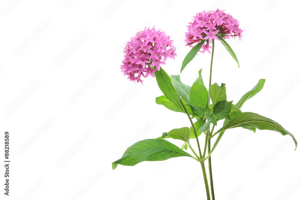 Naklejka premium ペンタス