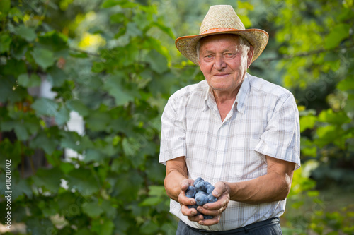 Senior man picking plums in an orchard, selective focus