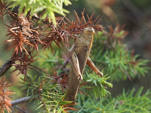 Big brown grasshopper on the thorned bush in mediterranean nature photo